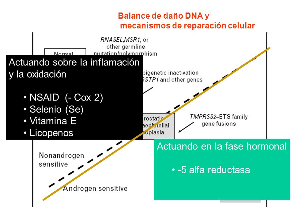 Actuando sobre la inflamación y la oxidación NSAID (- Cox 2)