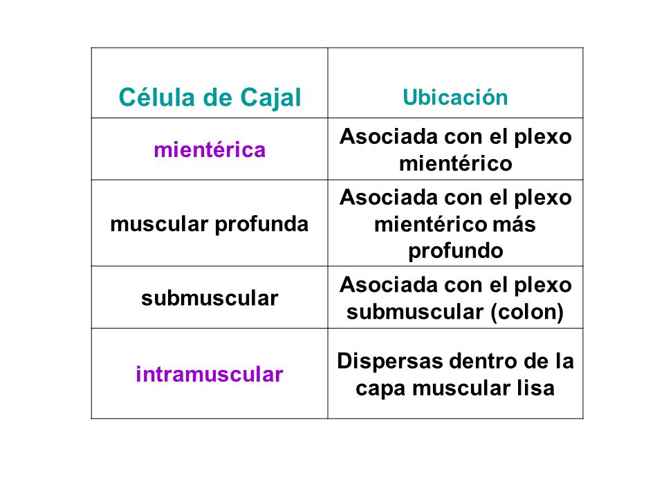 Célula de Cajal Ubicación Asociada con el plexo mientérico mientérica