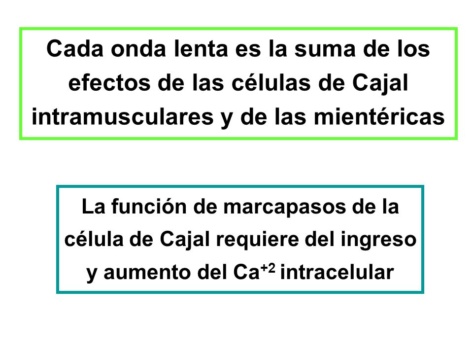 Cada onda lenta es la suma de los efectos de las células de Cajal intramusculares y de las mientéricas