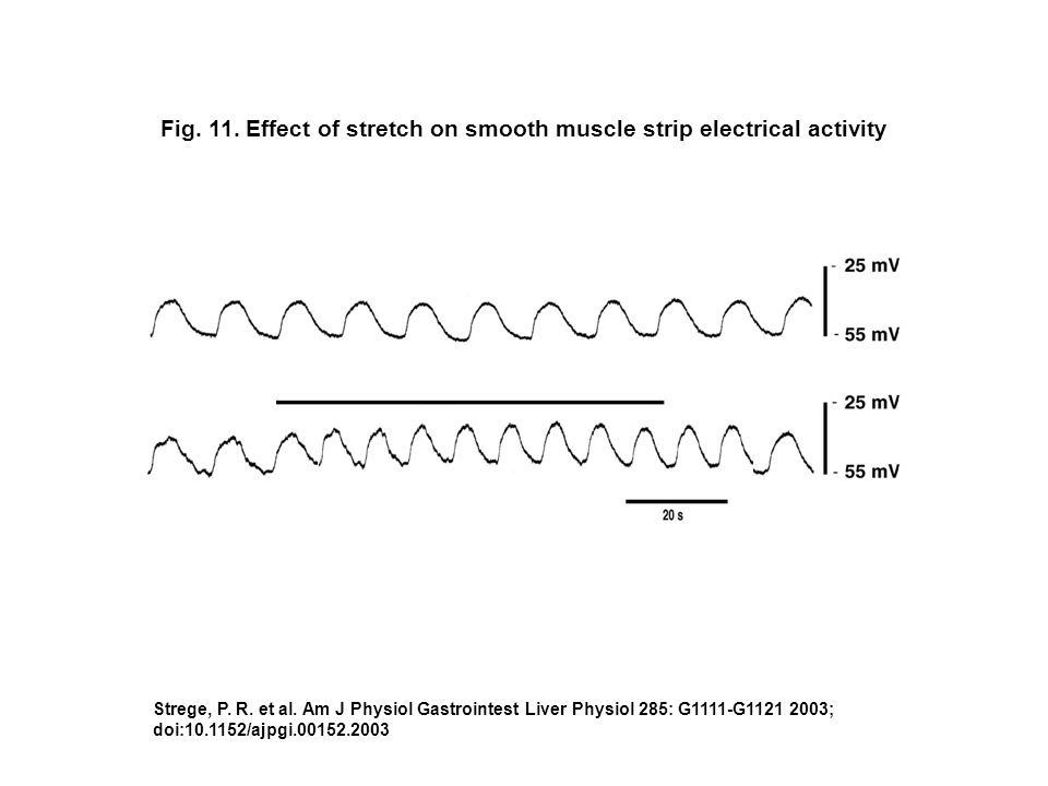 Fig. 11. Effect of stretch on smooth muscle strip electrical activity