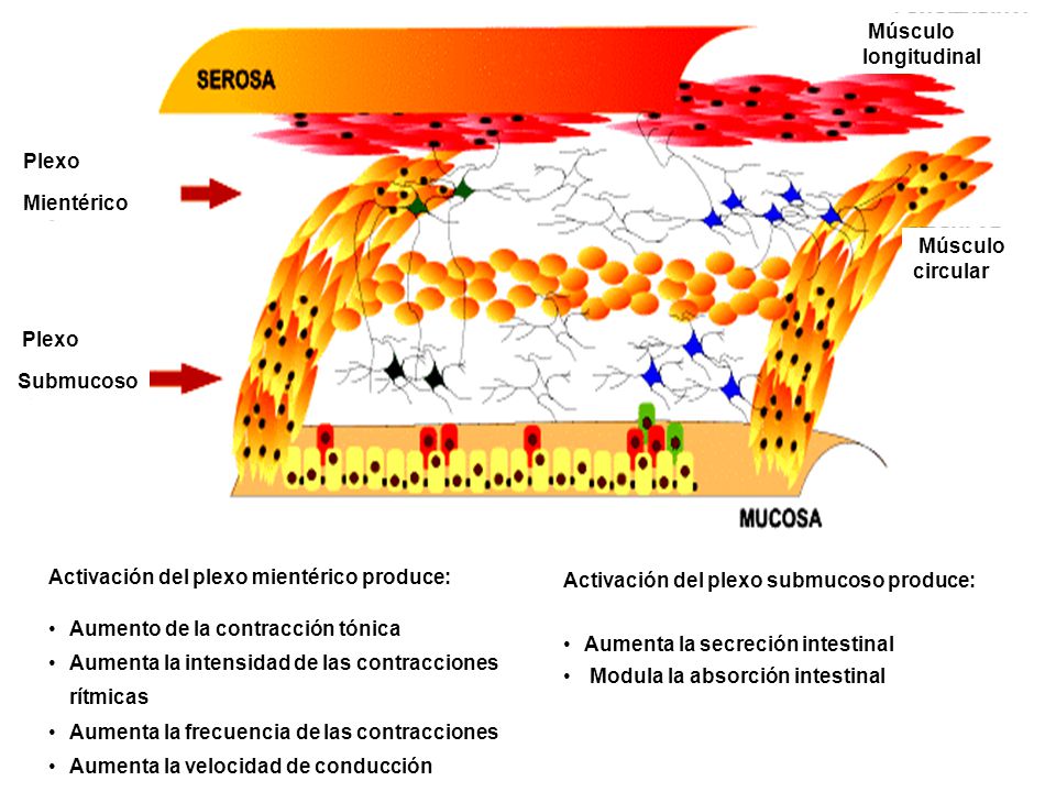 Plexo Submucoso. Mientérico. Activación del plexo mientérico produce: Aumento de la contracción tónica.
