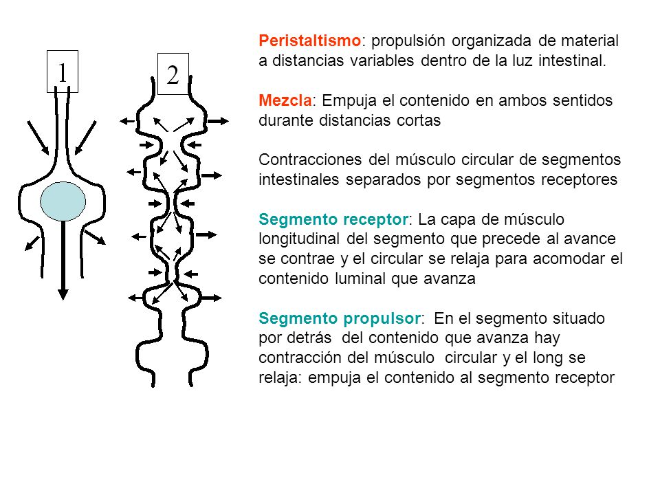 Peristaltismo: propulsión organizada de material a distancias variables dentro de la luz intestinal.