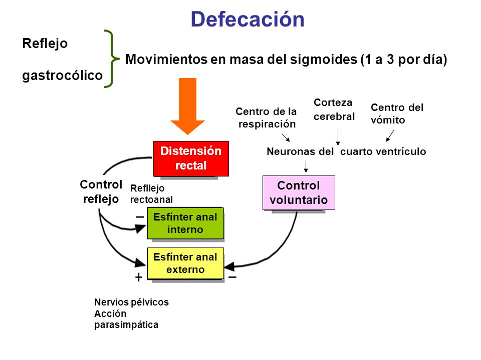 Defecación Reflejo Movimientos en masa del sigmoides (1 a 3 por día)