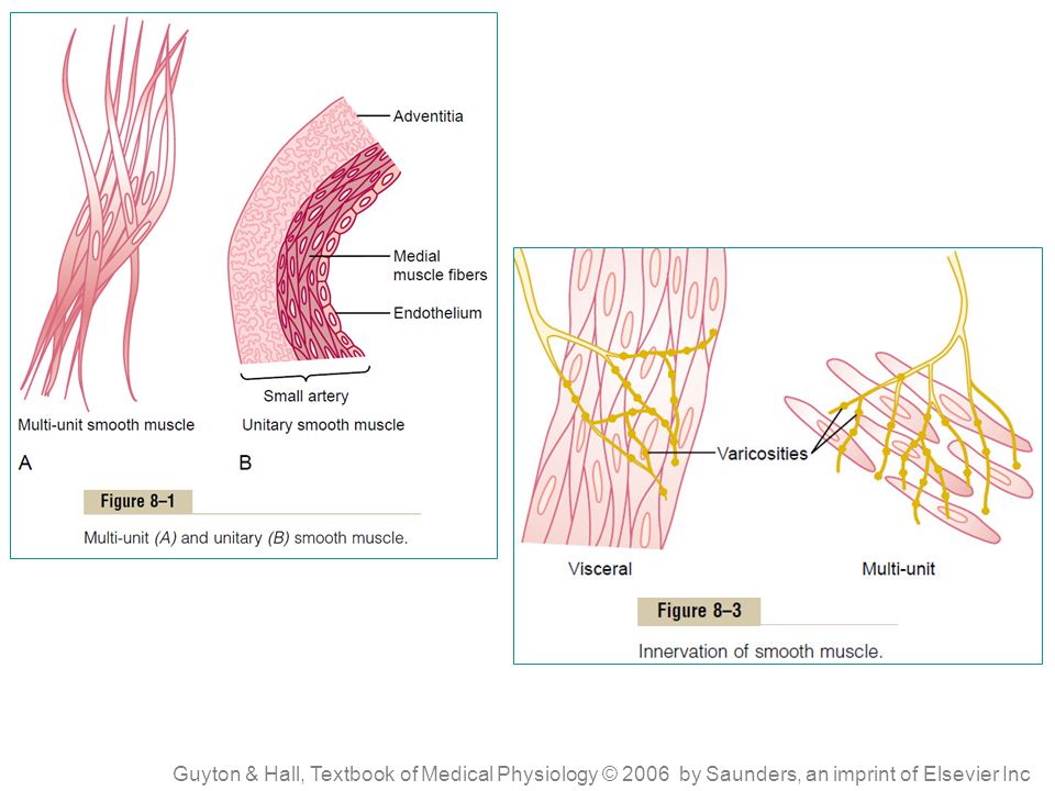 Guyton & Hall, Textbook of Medical Physiology © 2006 by Saunders, an imprint of Elsevier Inc
