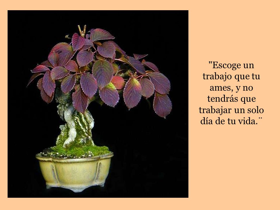 Escoge un trabajo que tu ames, y no tendrás que trabajar un solo día de tu vida.¨