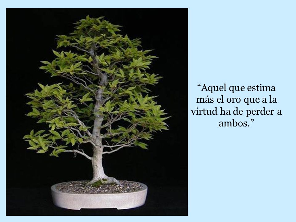 Aquel que estima más el oro que a la virtud ha de perder a ambos.