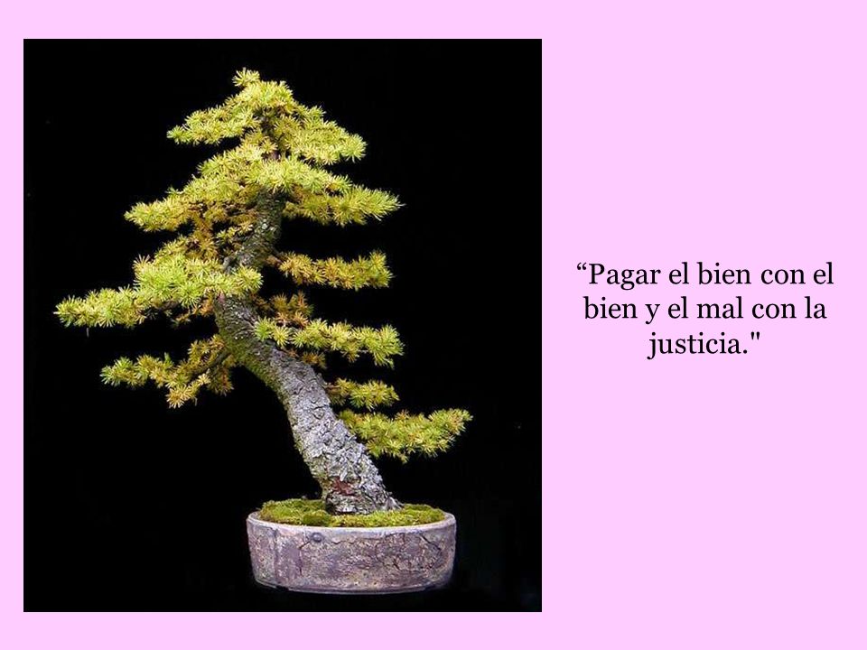 Pagar el bien con el bien y el mal con la justicia.
