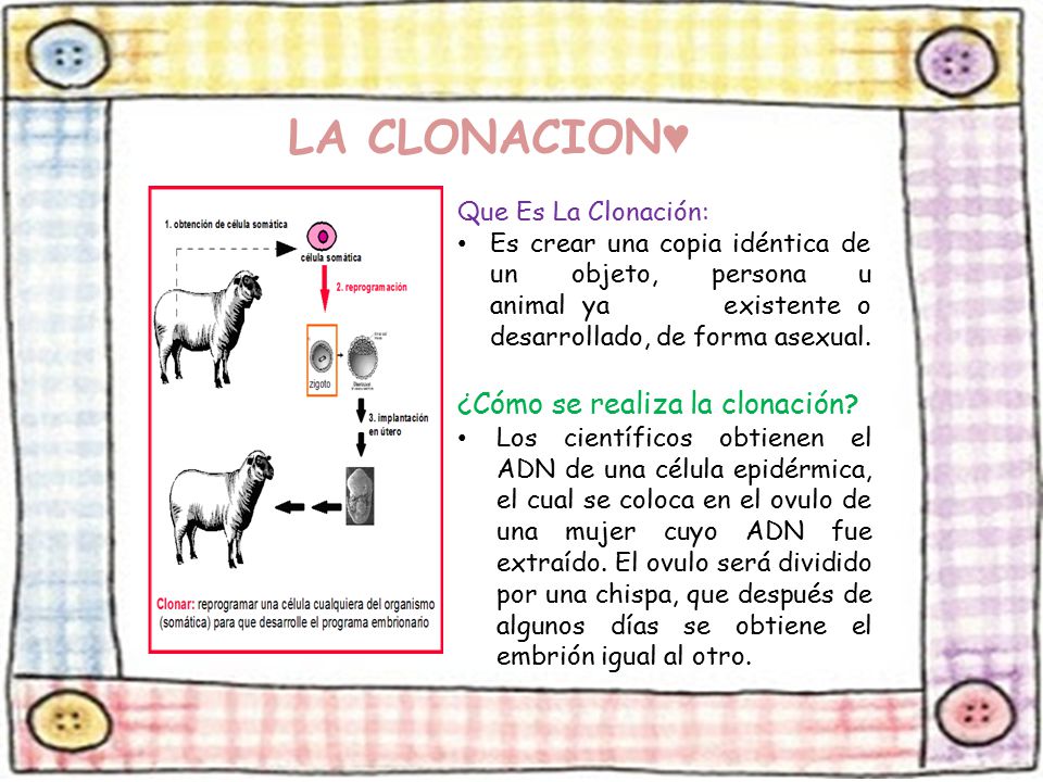 LA CLONACION♥ ¿Cómo se realiza la clonación Que Es La Clonación: