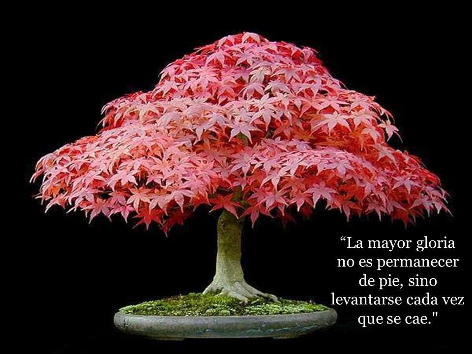 La mayor gloria no es permanecer de pie, sino levantarse cada vez que se cae.