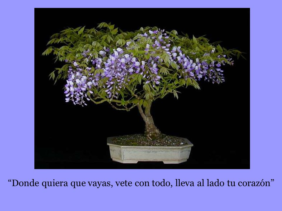 Donde quiera que vayas, vete con todo, lleva al lado tu corazón