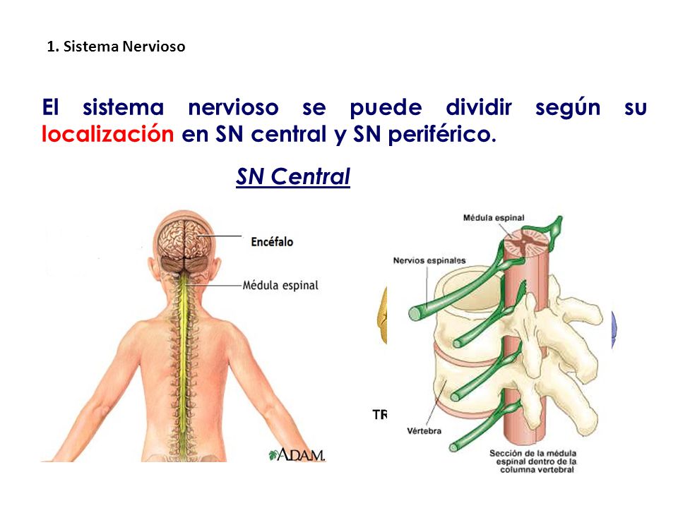 1. Sistema Nervioso El sistema nervioso se puede dividir según su localización en SN central y SN periférico.