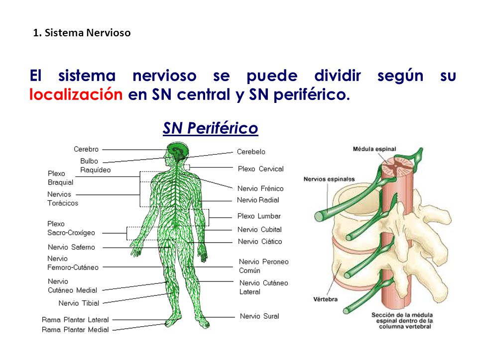 1. Sistema Nervioso El sistema nervioso se puede dividir según su localización en SN central y SN periférico.