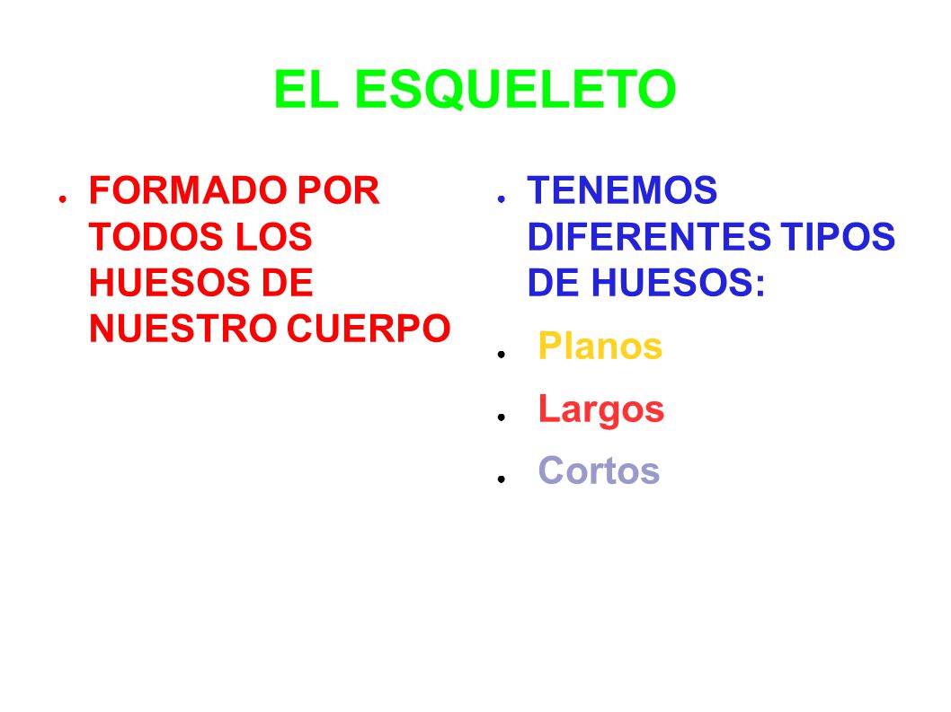 EL ESQUELETO FORMADO POR TODOS LOS HUESOS DE NUESTRO CUERPO