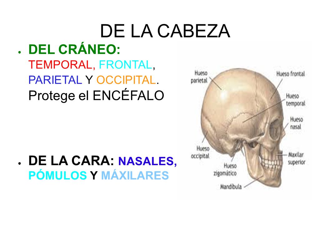 DE LA CABEZA DEL CRÁNEO: TEMPORAL, FRONTAL, PARIETAL Y OCCIPITAL.
