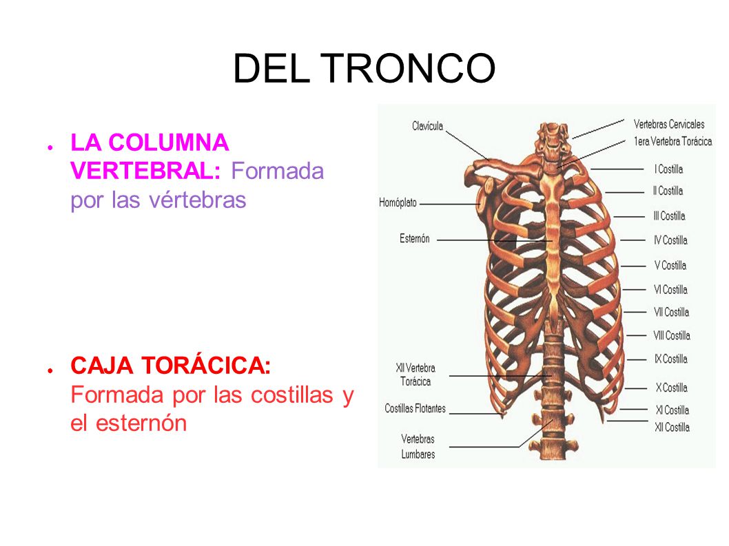 DEL TRONCO LA COLUMNA VERTEBRAL: Formada por las vértebras