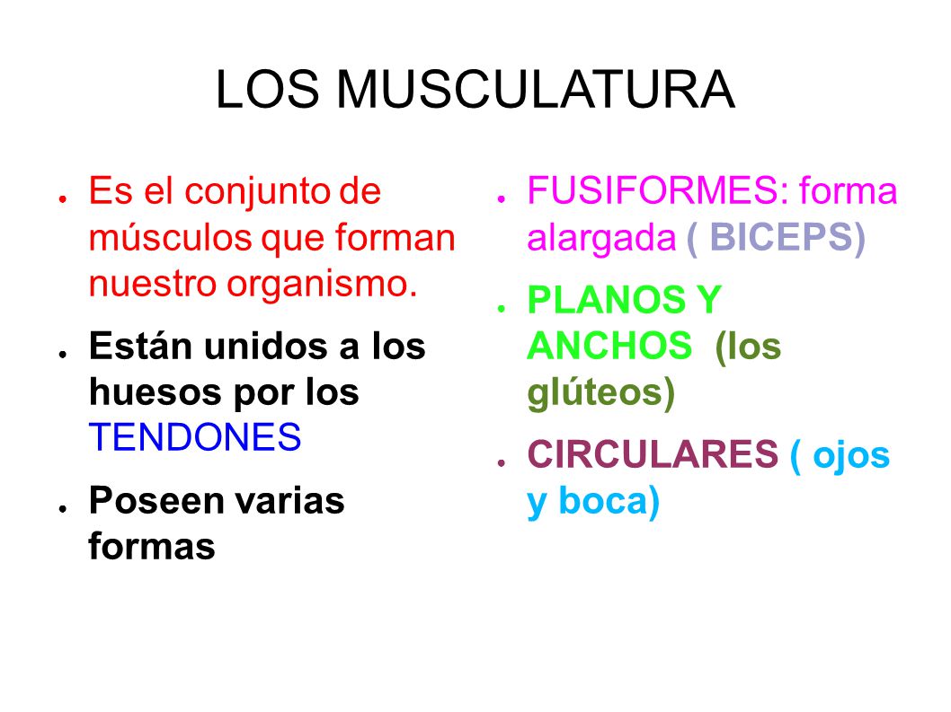 LOS MUSCULATURA Es el conjunto de músculos que forman nuestro organismo. Están unidos a los huesos por los TENDONES.