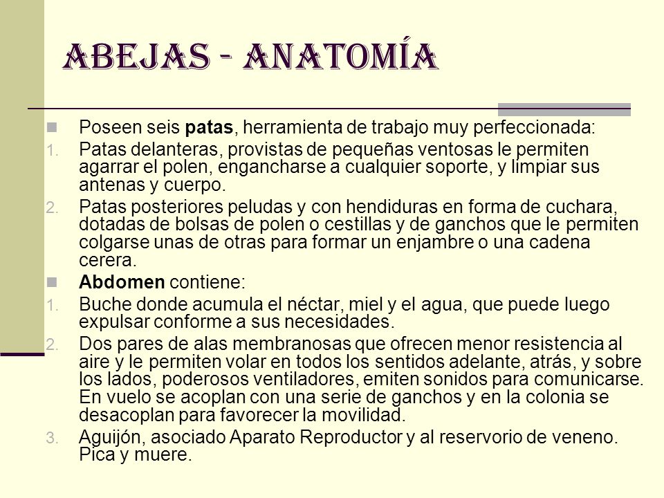 ABEJAS - anatomía Poseen seis patas, herramienta de trabajo muy perfeccionada: