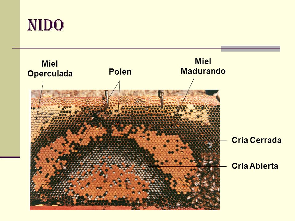 Nido Miel Madurando Miel Operculada Polen Cría Cerrada Cría Abierta