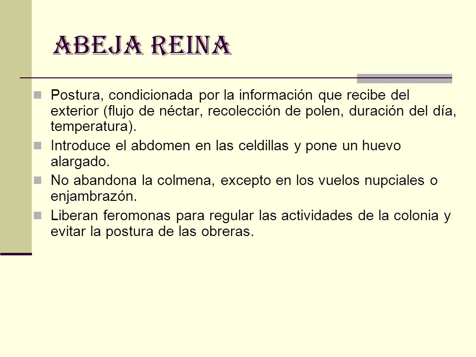 ABEJA REINA Postura, condicionada por la información que recibe del exterior (flujo de néctar, recolección de polen, duración del día, temperatura).