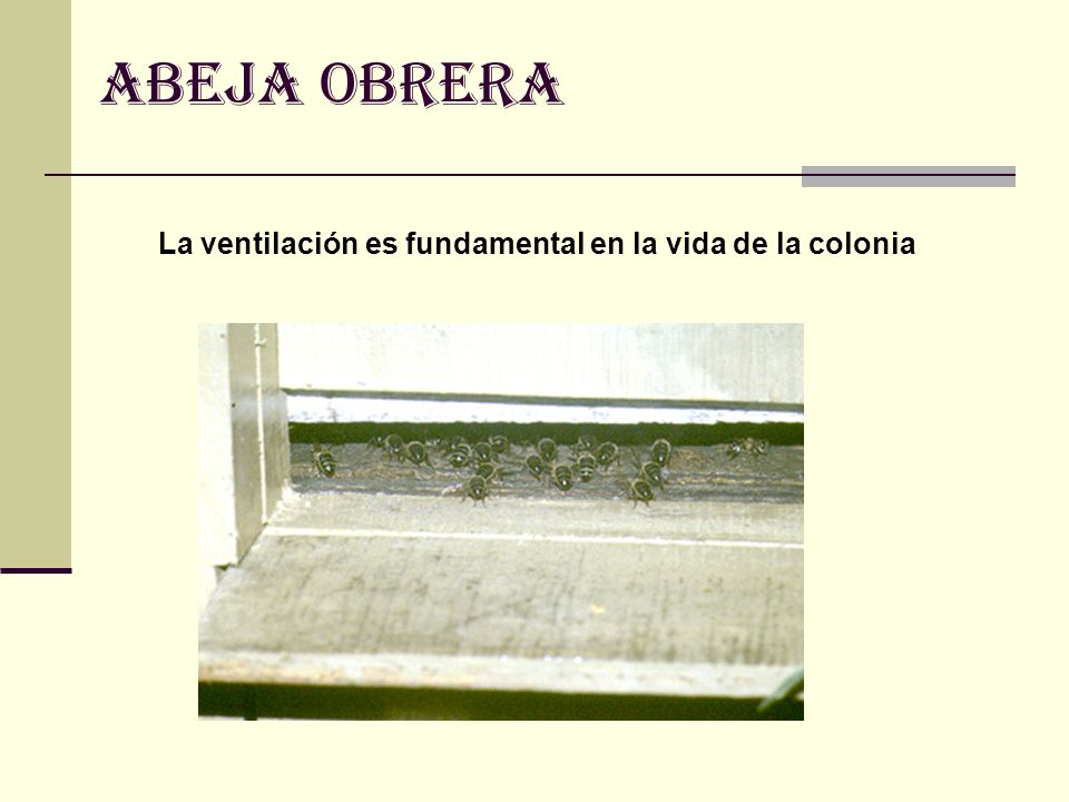 ABEJA OBRERA La ventilación es fundamental en la vida de la colonia