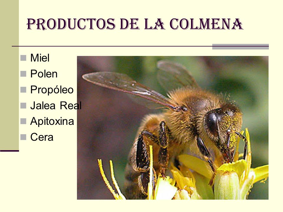 PRODUCTOS DE LA COLMENA