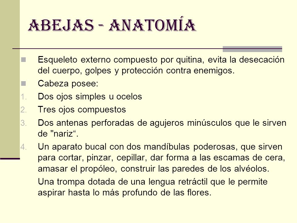 ABEJAS - anatomía Esqueleto externo compuesto por quitina, evita la desecación del cuerpo, golpes y protección contra enemigos.