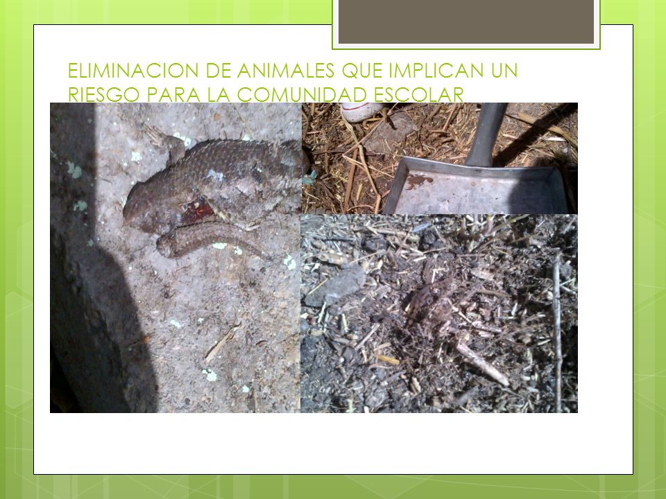 ELIMINACION DE ANIMALES QUE IMPLICAN UN RIESGO PARA LA COMUNIDAD ESCOLAR