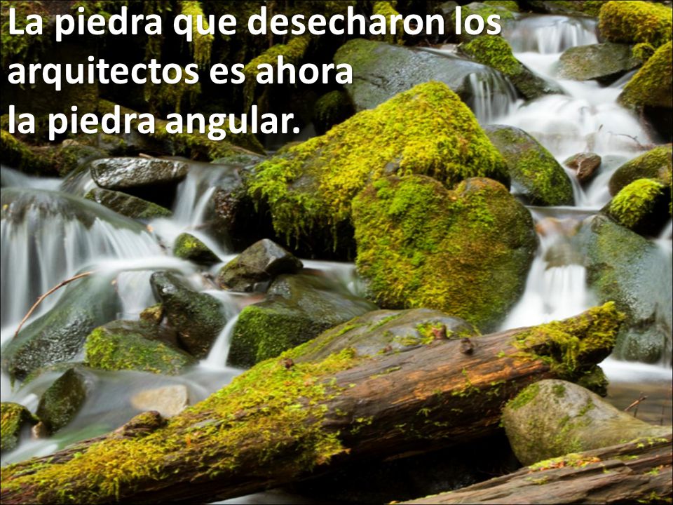 La piedra que desecharon los arquitectos es ahora la piedra angular.