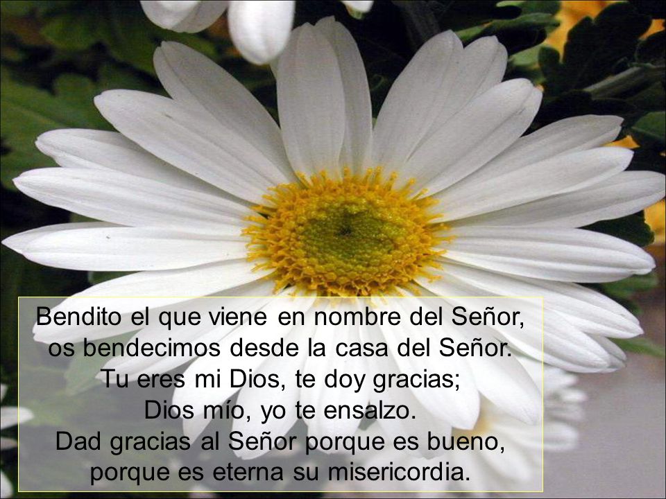 Bendito el que viene en nombre del Señor, os bendecimos desde la casa del Señor.