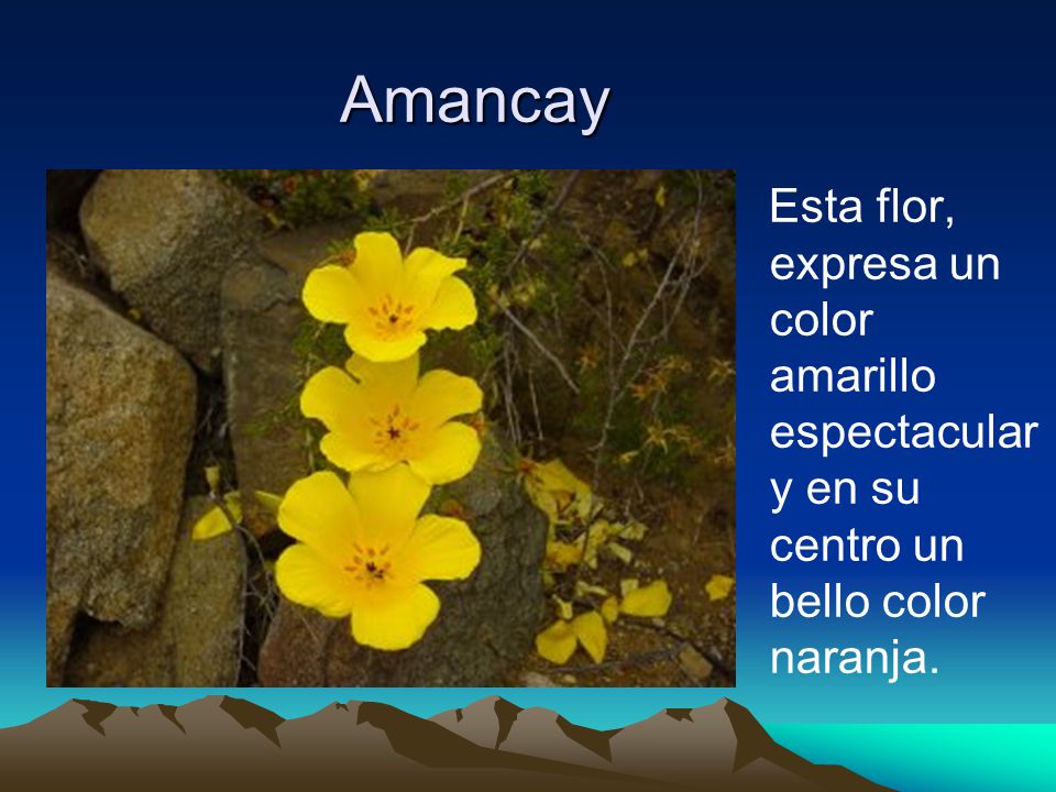Amancay Esta flor, expresa un color amarillo espectacular y en su centro un bello color naranja.