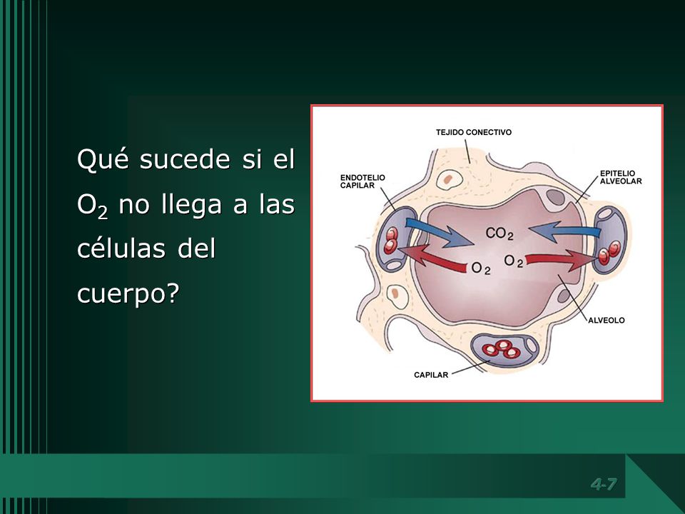 Qué sucede si el O2 no llega a las células del cuerpo