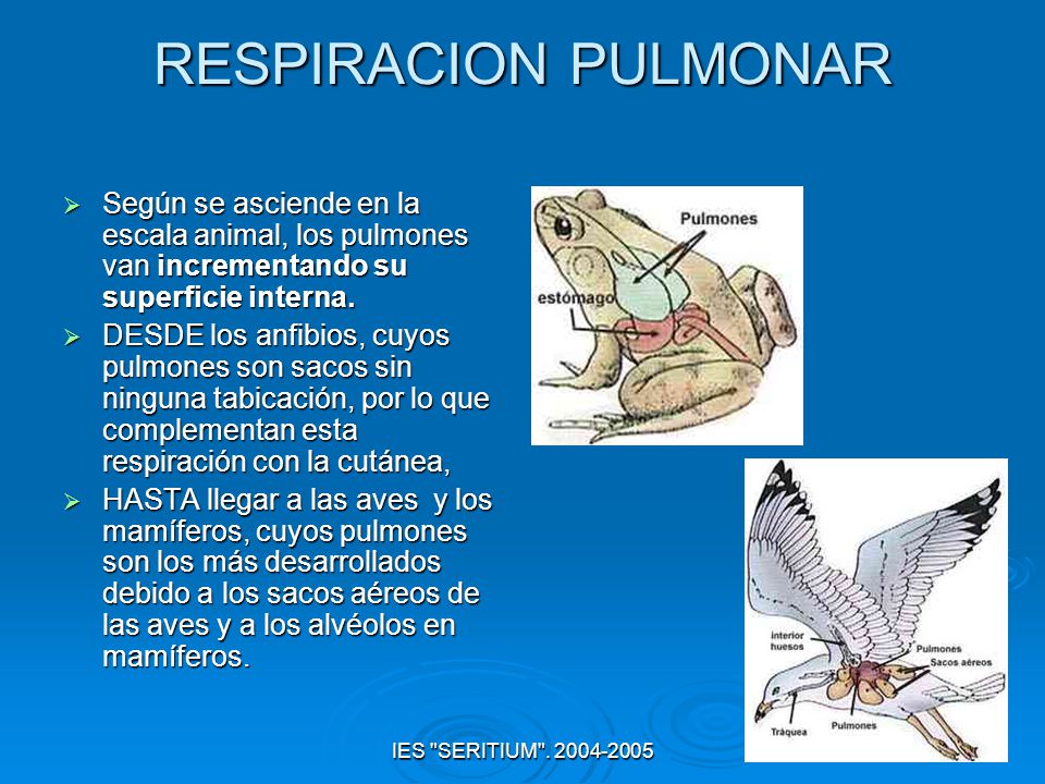 RESPIRACION PULMONAR Según se asciende en la escala animal, los pulmones van incrementando su superficie interna.