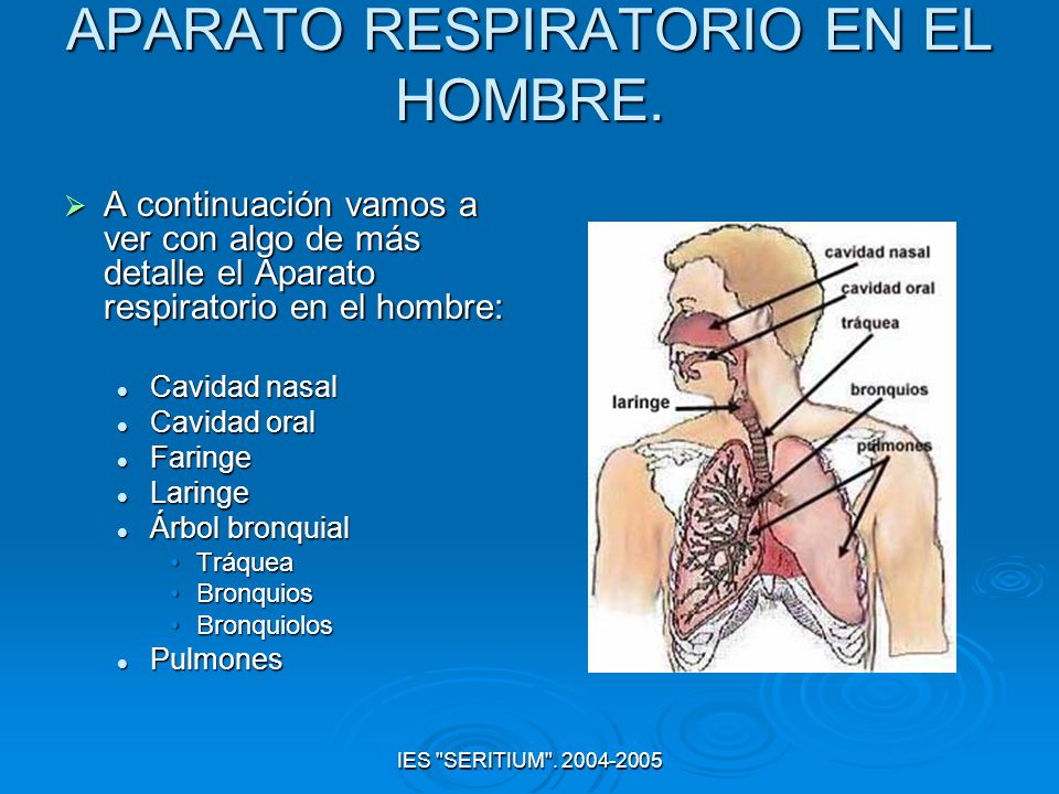 APARATO RESPIRATORIO EN EL HOMBRE.