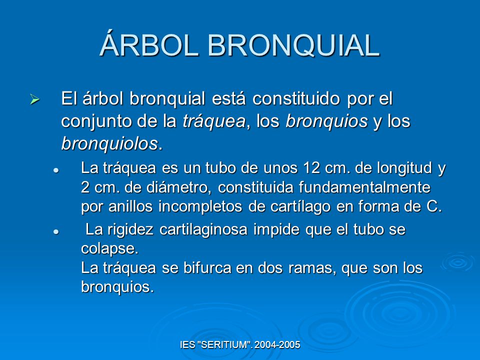 ÁRBOL BRONQUIAL El árbol bronquial está constituido por el conjunto de la tráquea, los bronquios y los bronquiolos.