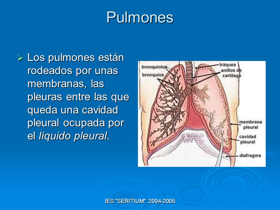 Pulmones Los pulmones están rodeados por unas membranas, las pleuras entre las que queda una cavidad pleural ocupada por el líquido pleural.