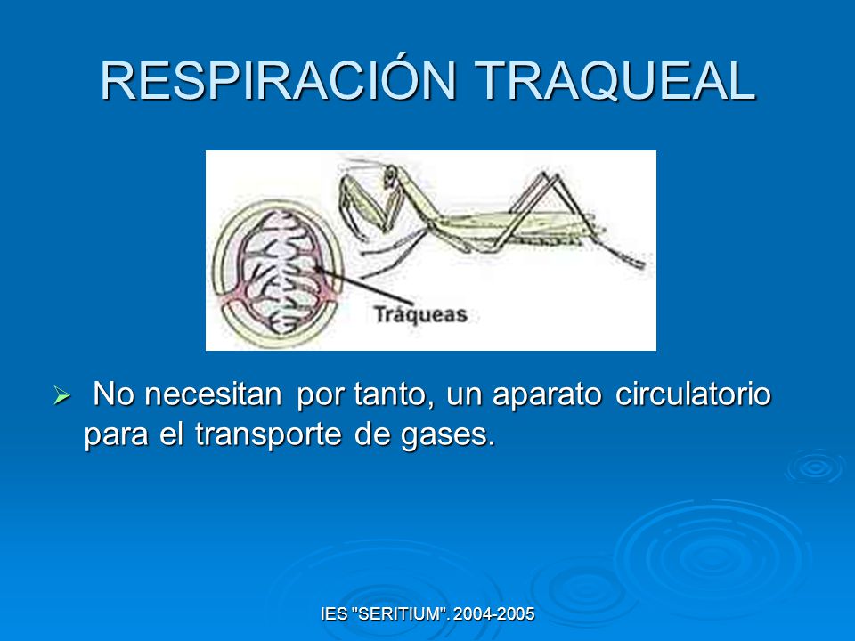 RESPIRACIÓN TRAQUEAL No necesitan por tanto, un aparato circulatorio para el transporte de gases.