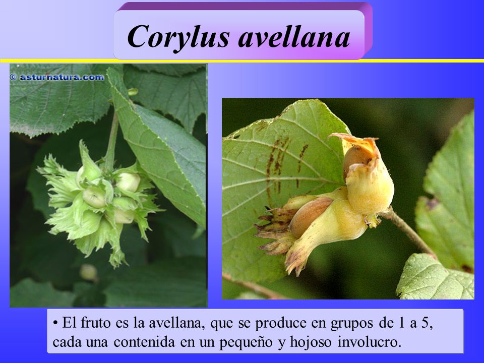 Corylus avellana El fruto es la avellana, que se produce en grupos de 1 a 5, cada una contenida en un pequeño y hojoso involucro.