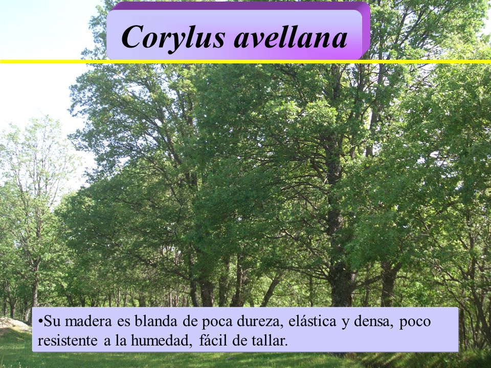 Corylus avellana Su madera es blanda de poca dureza, elástica y densa, poco resistente a la humedad, fácil de tallar.