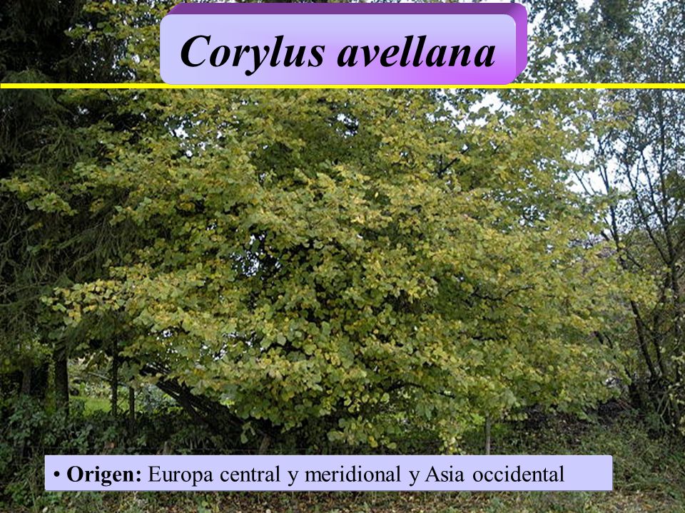 Corylus avellana Origen: Europa central y meridional y Asia occidental