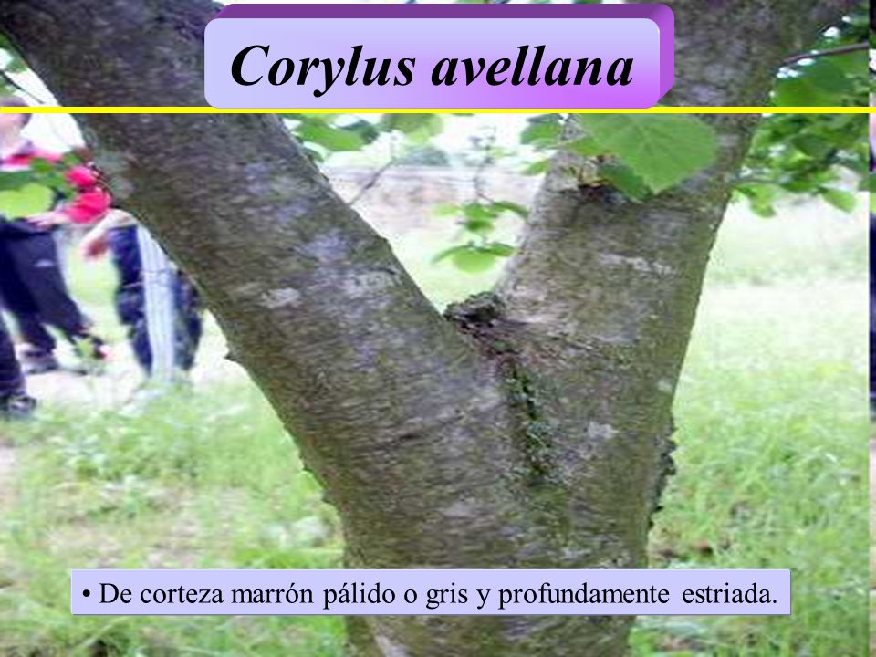 Corylus avellana De corteza marrón pálido o gris y profundamente estriada.