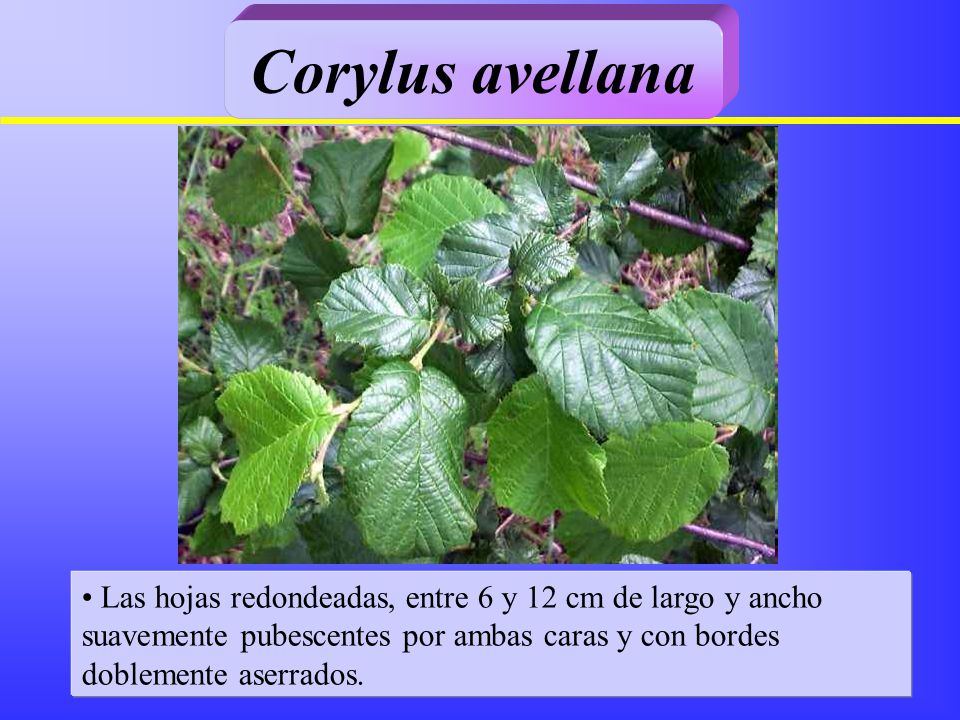 Corylus avellana Las hojas redondeadas, entre 6 y 12 cm de largo y ancho suavemente pubescentes por ambas caras y con bordes doblemente aserrados.
