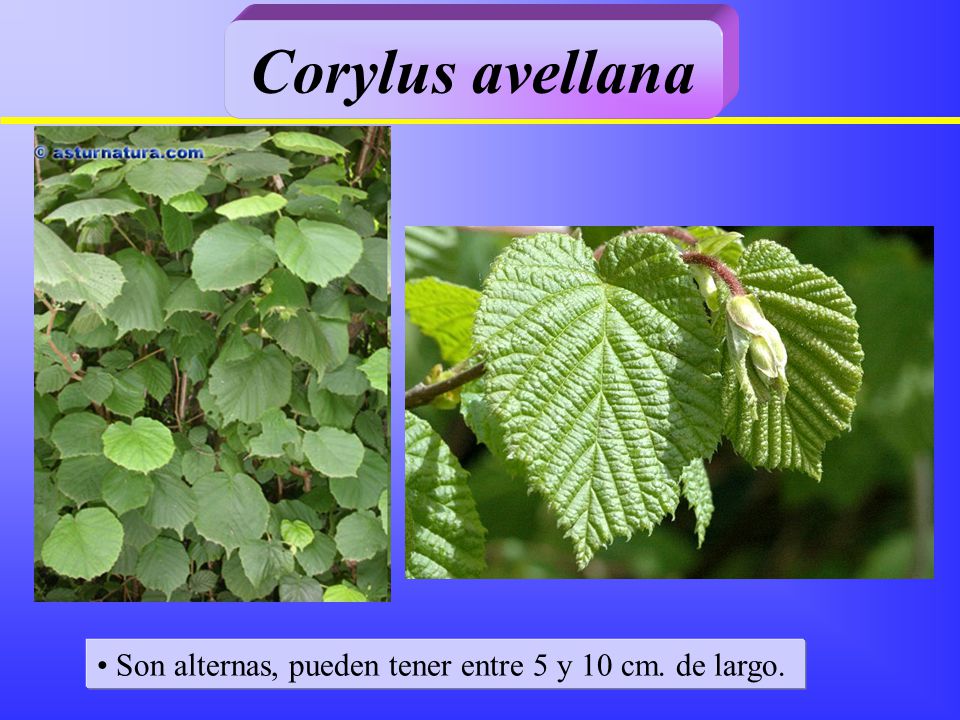 Corylus avellana Son alternas, pueden tener entre 5 y 10 cm. de largo.