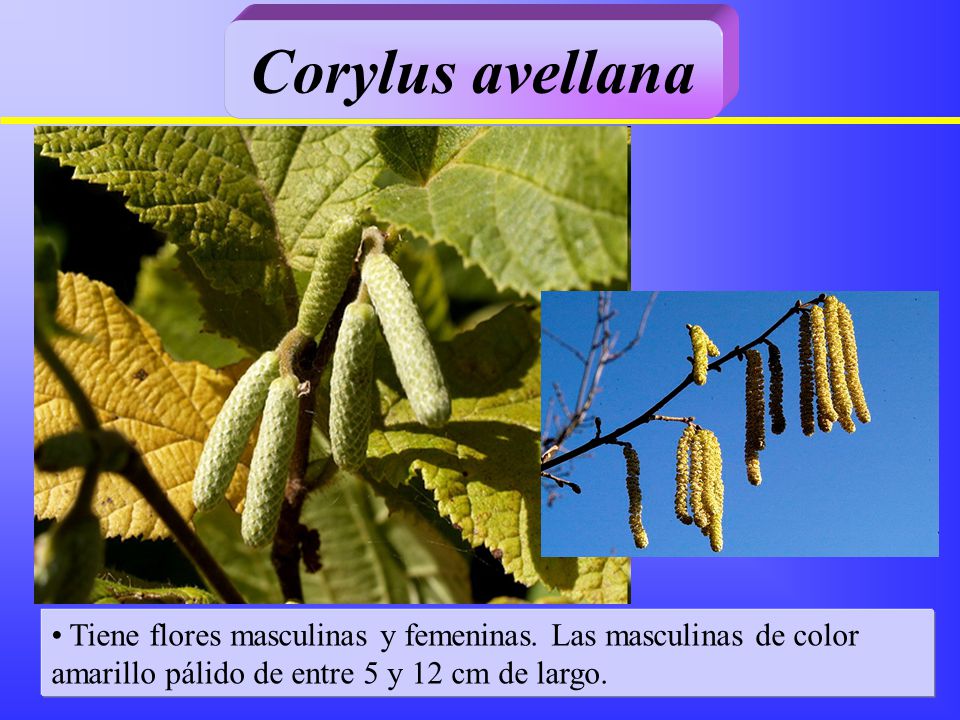 Corylus avellana Tiene flores masculinas y femeninas.
