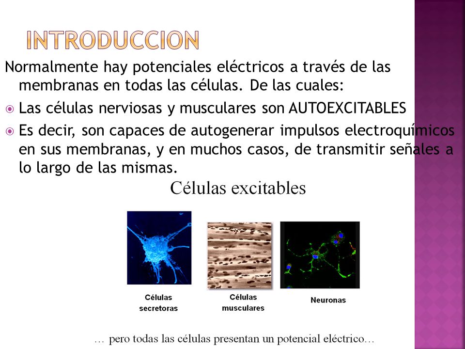 introduccion Normalmente hay potenciales eléctricos a través de las membranas en todas las células. De las cuales: