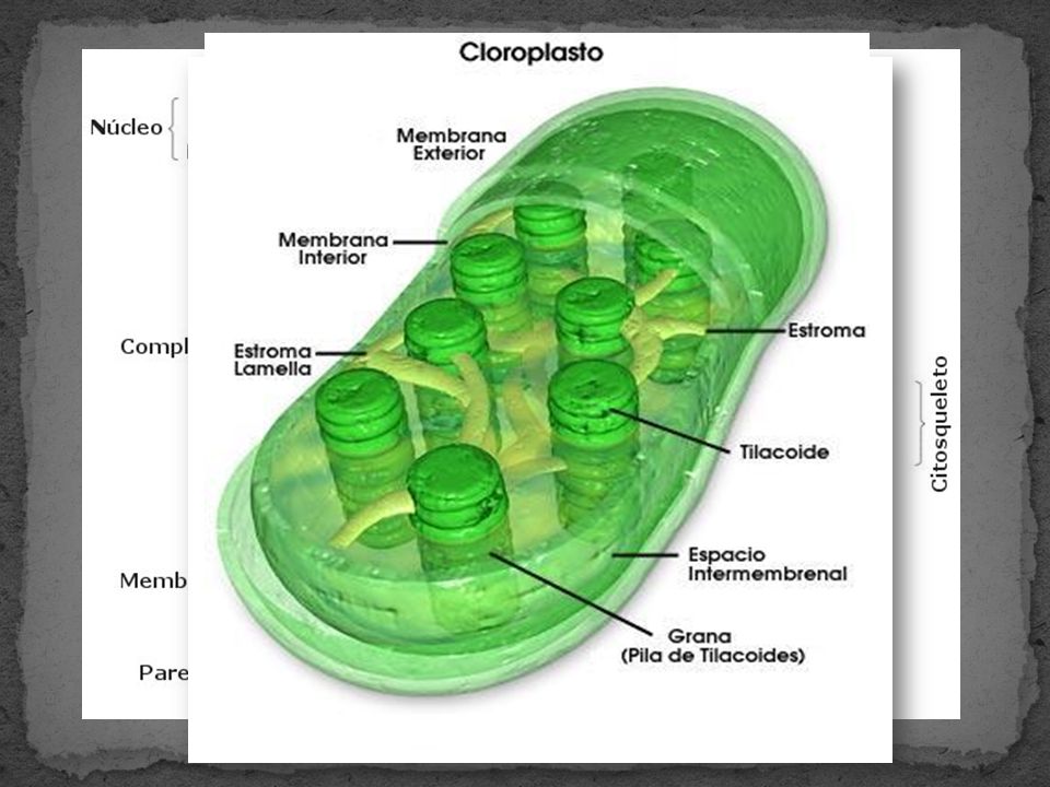 CLOROPLASTOS Cuerpos discoidales que miden de 2 a 10 micras de diámetro y 1 micra de grosor.