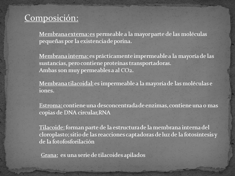 Composición: Membrana externa: es permeable a la mayor parte de las moléculas pequeñas por la existencia de porina.