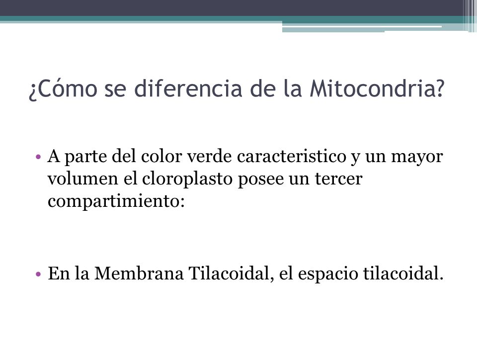 ¿Cómo se diferencia de la Mitocondria