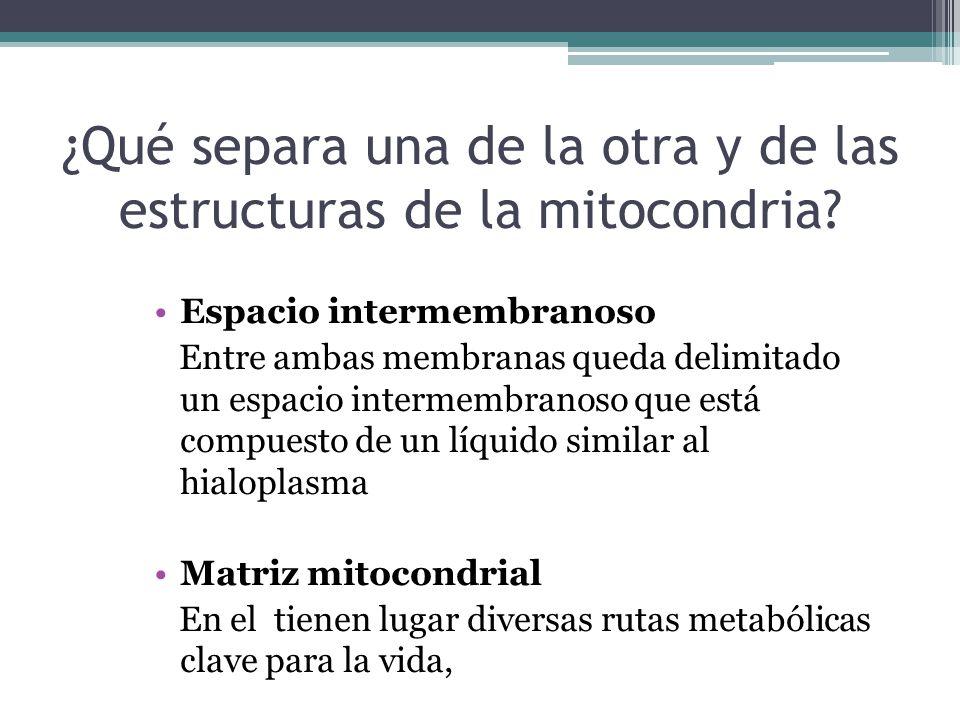 ¿Qué separa una de la otra y de las estructuras de la mitocondria