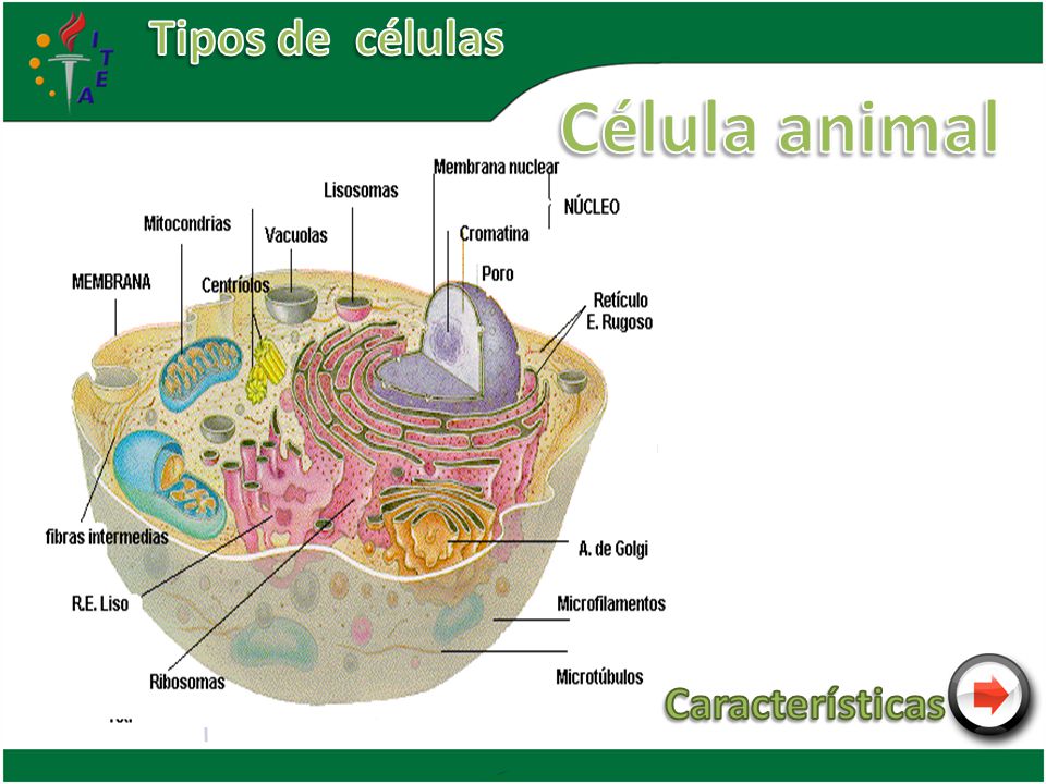 Tipos de células Célula animal Características