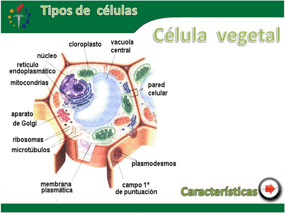 Tipos de células Célula vegetal Características